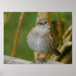 Dunnock Poster