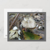 Duo Frill Mushroom Briefkaart (Voorkant / Achterkant)