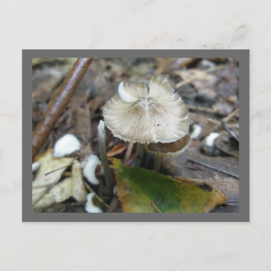 Duo Frill Mushroom Briefkaart (Voorkant)