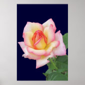 Duo-tone roze Rose Poster (Voorkant)