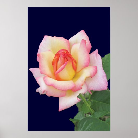 Duo-tone roze Rose Poster (Voorkant)