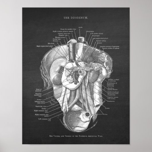 Duodenum Anatomie Kunst Gastroenteroloog Wanddecor Poster (Voorkant)