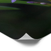 Duranta erecta poster (Hoek)