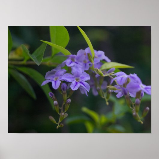 Duranta erecta poster (Voorkant)