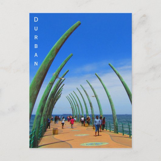 durban walvisbaard briefkaart (Voorkant)