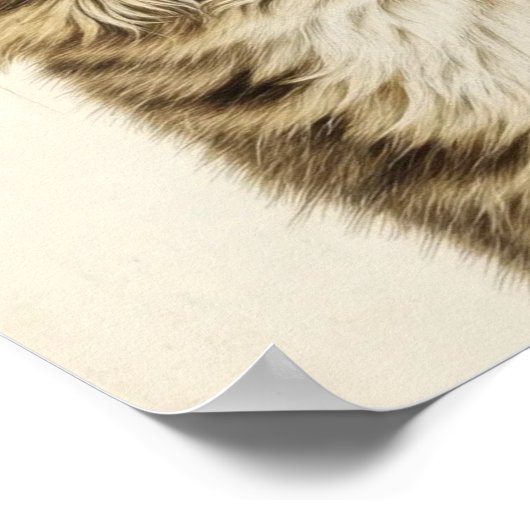 Dürer's Tabby Schatten 3 Poster (Hoek)