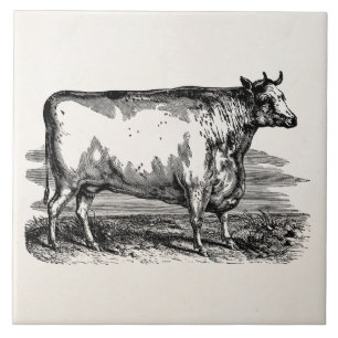 Durham Cow Bull Persoonlijke illustratie Tegeltje