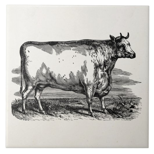  Durham Cow Bull Persoonlijke illustratie Tegeltje (Voorkant)