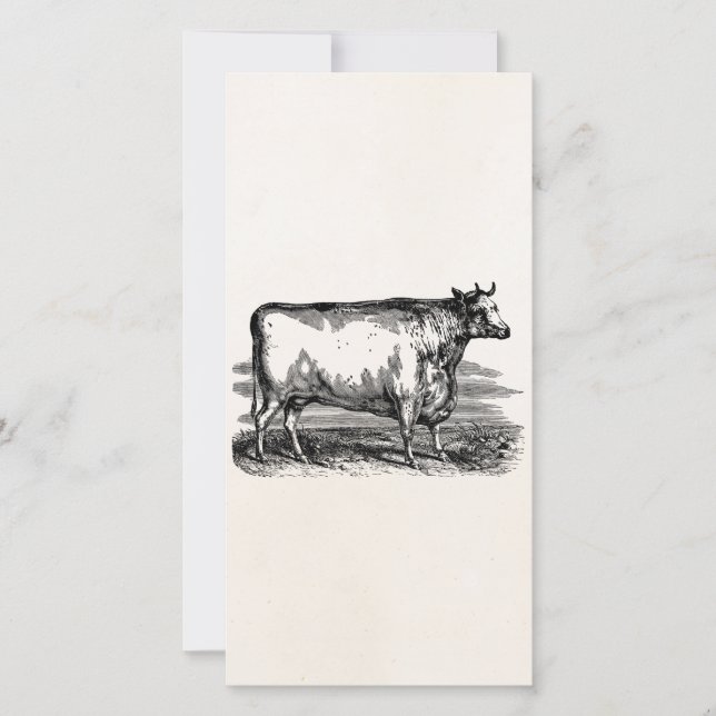  Durham Koe Bull Persoonlijke illustratie (Voorkant)