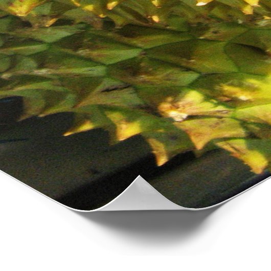 Durian Fruit Poster (Hoek)