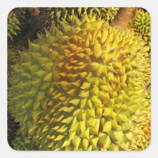 Durian Fruit Vierkante Sticker (Voorkant)