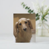 Dus Cute Dachschund Puppy Briefkaart (Staand voorkant)