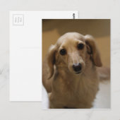 Dus Cute Dachschund Puppy Briefkaart (Voorkant / Achterkant)