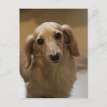 Dus Cute Dachschund Puppy