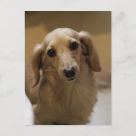 Dus Cute Dachschund Puppy Briefkaart