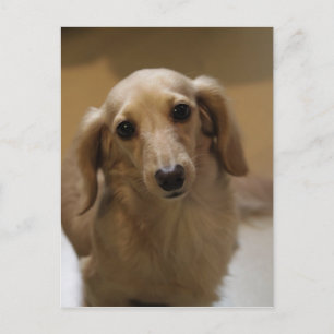 Dus Cute Dachschund Puppy Briefkaart