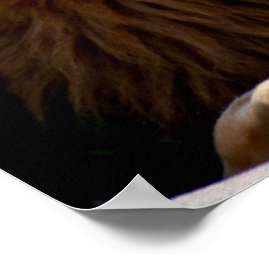 Dus daar! Lion die zijn tong uitsteekt Poster (Hoek)