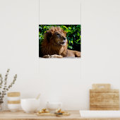 Dus daar! Lion die zijn tong uitsteekt Poster (Keuken)