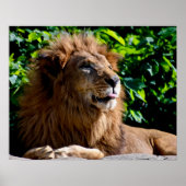 Dus daar! Lion die zijn tong uitsteekt Poster (Voorkant)