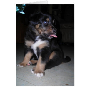 Dus daar! Puppy raspberry