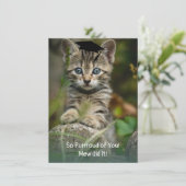 Dus paars van je! Afstuderen Kitten (Staand voorkant)