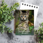 Dus paars van je! Afstuderen Kitten