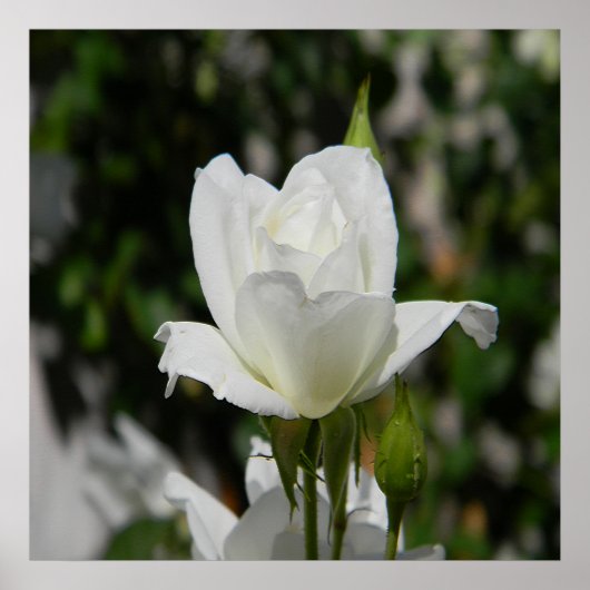 Dus puur... poster (Voorkant)