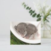 Dus Slaperige Baby muizen Briefkaart (Staand voorkant)
