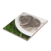Dus Slaperige Baby muizen Tegeltje (Zijkant)