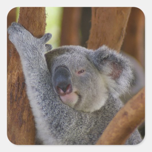 Dus Sweet Koala Beer Sticker (Voorkant)