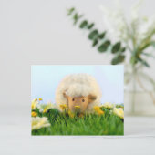 Dus ze is een schaap! briefkaart (Staand voorkant)