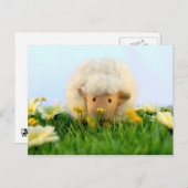 Dus ze is een schaap! briefkaart (Voorkant / Achterkant)