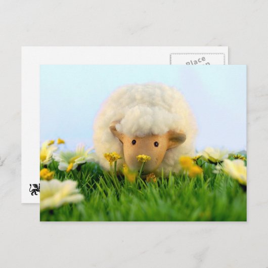 Dus ze is een schaap! briefkaart (Voorkant / Achterkant)