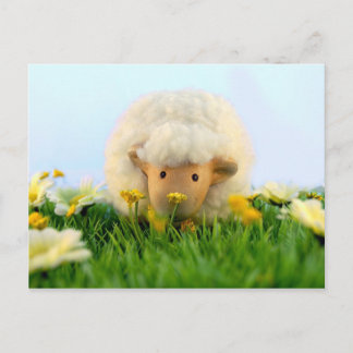 Dus ze is een schaap! briefkaart