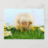 Dus ze is een schaap! briefkaart (Voorkant)