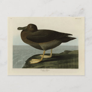 Dusky Albatross van Audubon's Birds of America Briefkaart