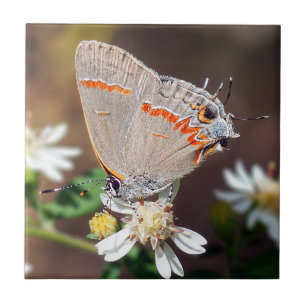 Dusky Blue Hairstreak Butterfly Ceramic Tile Tegeltje