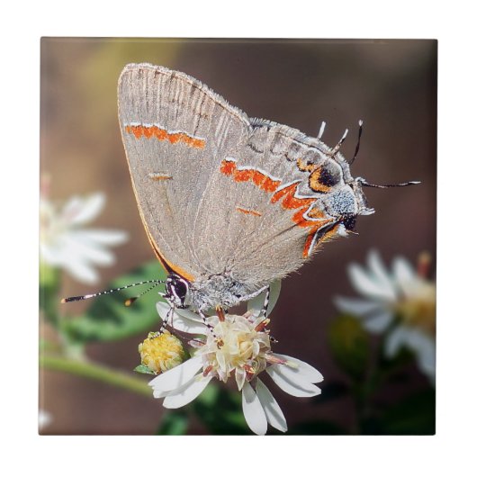 Dusky Blue Hairstreak Butterfly Ceramic Tile Tegeltje (Voorkant)