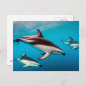 Dusky Dolphins uit Kaikoura Briefkaart (Voorkant / Achterkant)