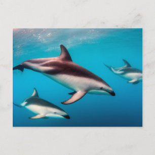 Dusky Dolphins uit Kaikoura Briefkaart
