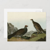 Dusky Grous (Blue Grouse) Audubon Birds of America Briefkaart (Voorkant / Achterkant)