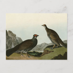 Dusky Grous (Blue Grouse) Audubon Birds of America Briefkaart