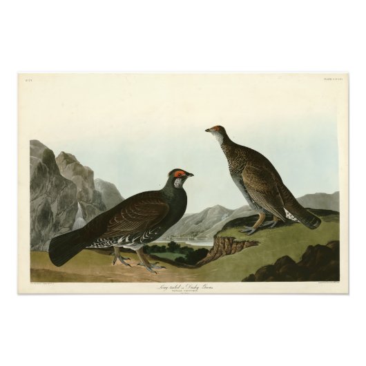 Dusky Grous (Blue Grouse) Audubon Birds of America Foto Afdruk (Voorkant)