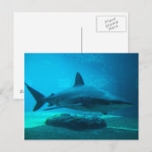 Dusky haai (Carcharhinus Obscurus), Ushaka Briefkaart (Voorkant / Achterkant)