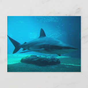 Dusky haai (Carcharhinus Obscurus), Ushaka Briefkaart