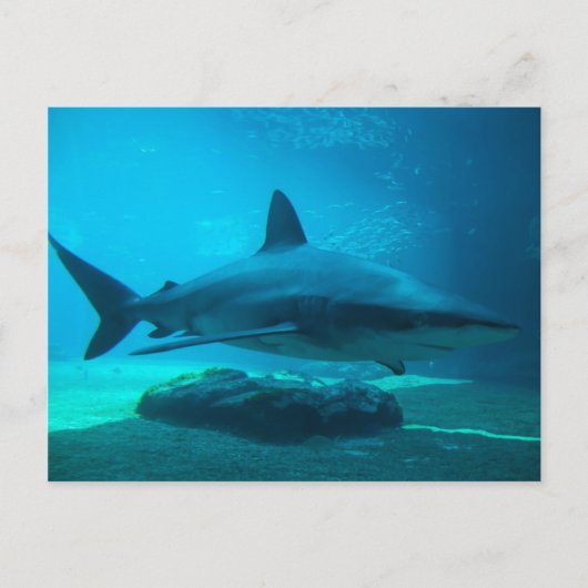 Dusky haai (Carcharhinus Obscurus), Ushaka Briefkaart (Voorkant)