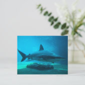 Dusky haai (Carcharhinus Obscurus), Ushaka Briefkaart (Staand voorkant)
