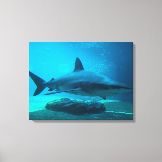 Dusky haai (Carcharhinus Obscurus), Ushaka Canvas Afdruk (Voorkant)
