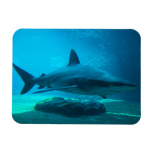 Dusky haai (Carcharhinus Obscurus), Ushaka Magneet