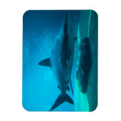 Dusky haai (Carcharhinus Obscurus), Ushaka Magneet (Verticaal)